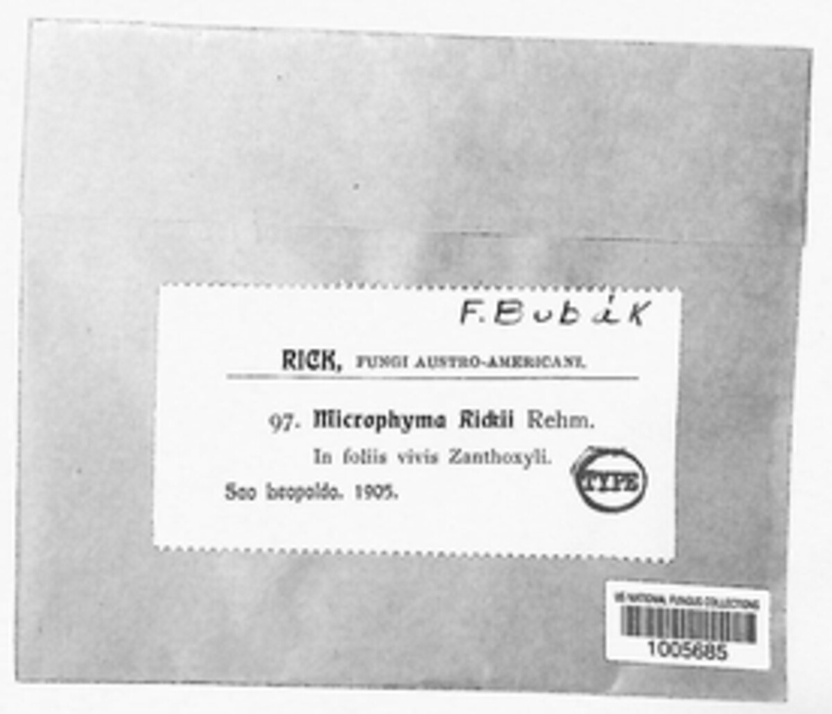Saccardinula rickii image